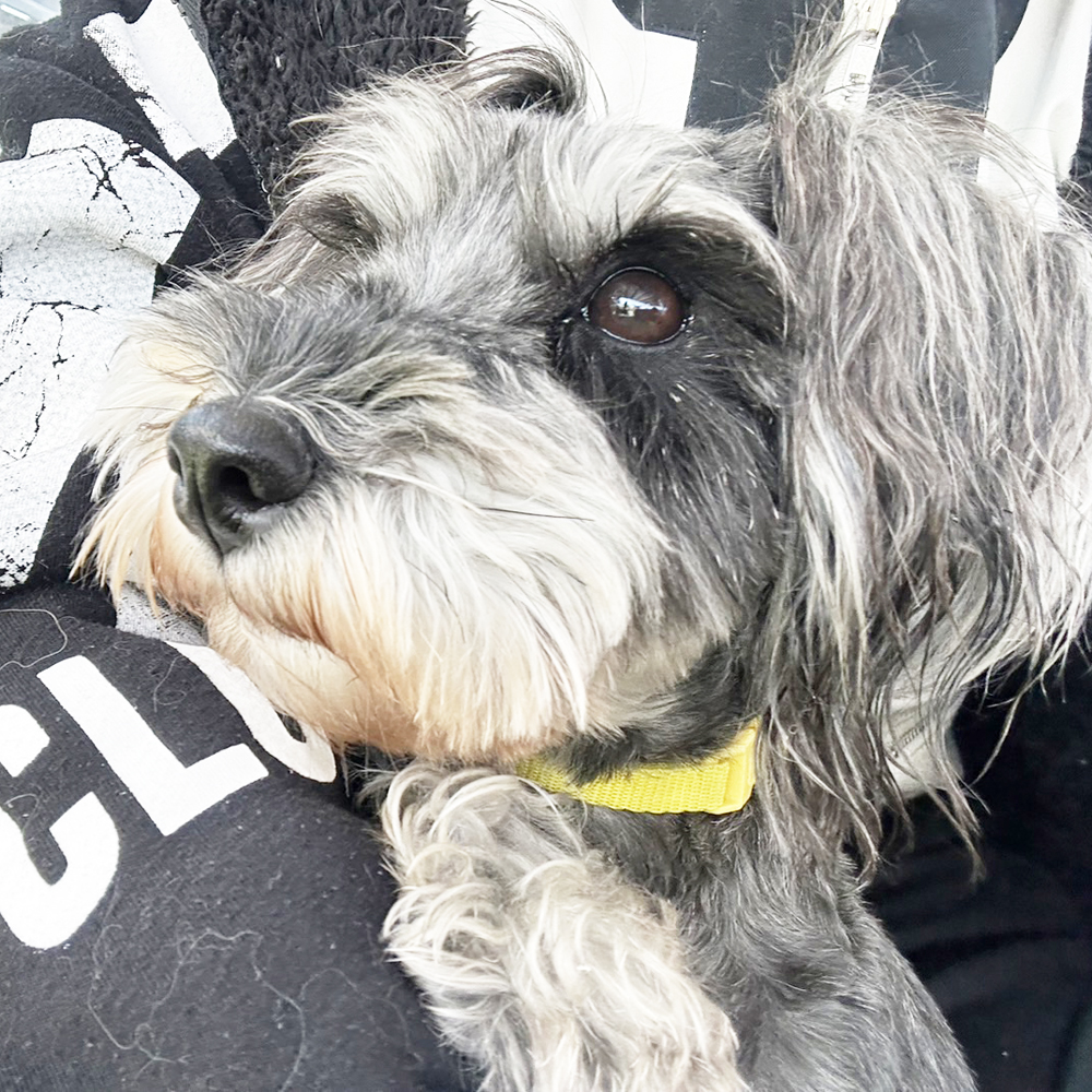 生徒が撮影したモデル犬④